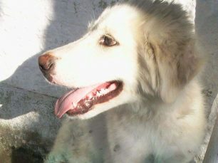 Υιοθέτησε το σκυλάκι που η μαμά της βρήκε κρεμασμένο σε δέντρο στην Ιστιαία